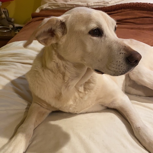 Doggie shoes- size 5 with rubber soles - Picture 5 of 15